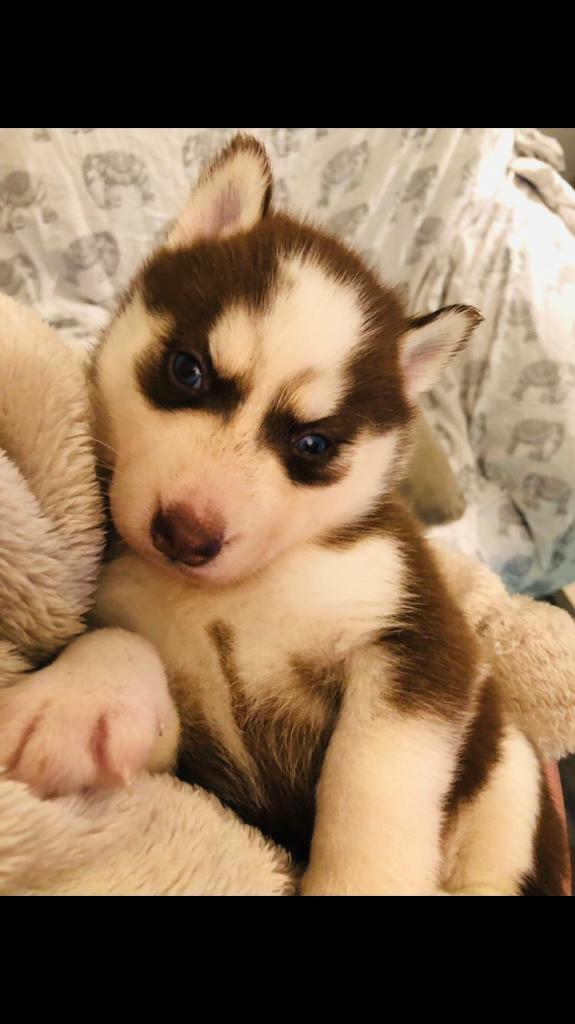 fence ground staples